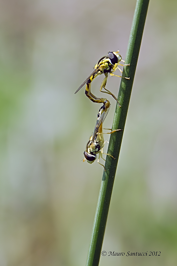 Sirfidi in accoppiamento