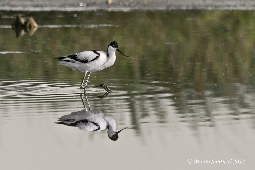 Recurvirostra-avosetta