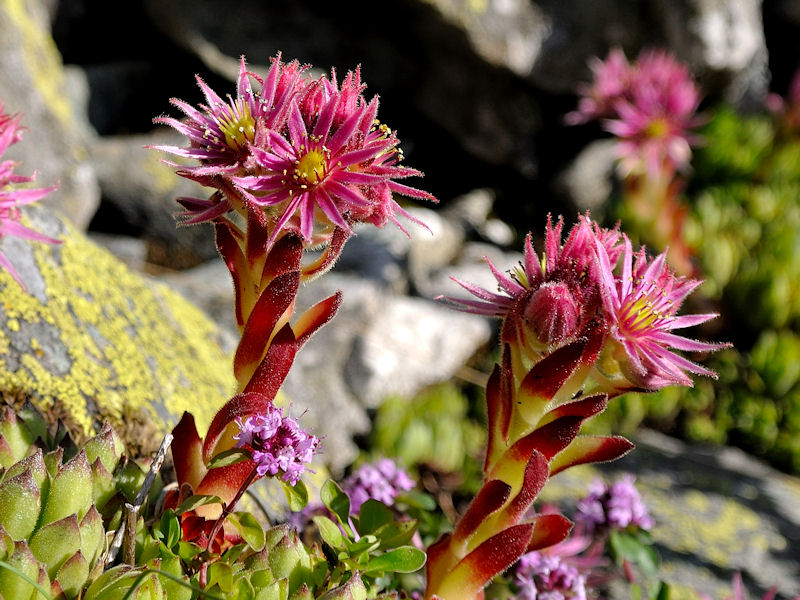 Bellezze di alta quota