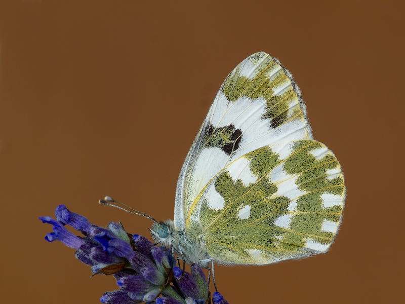 pontia edusa