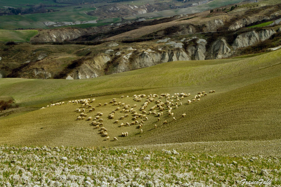 pascolo in Toscana