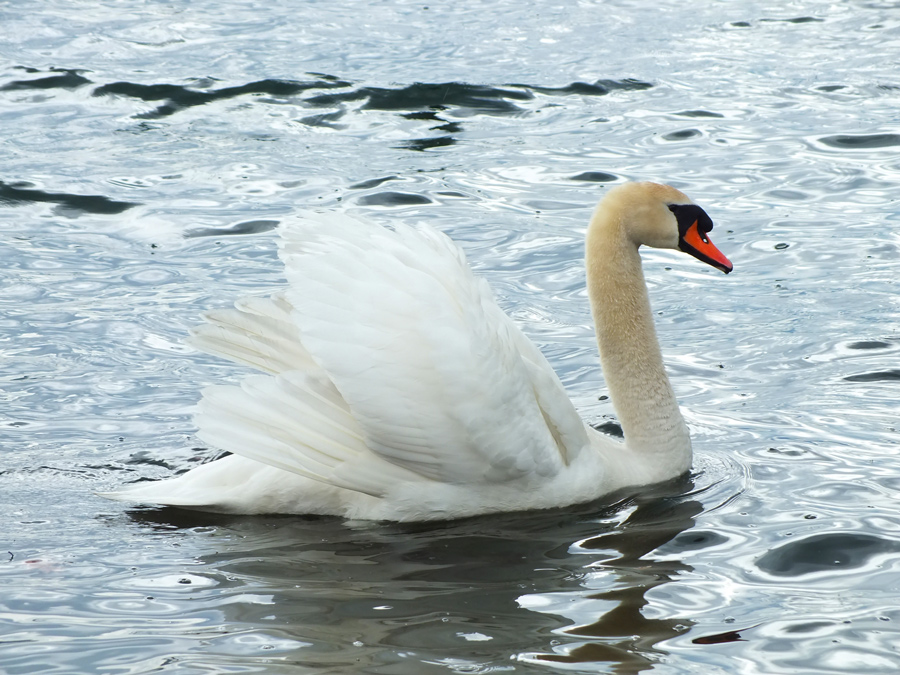 swan