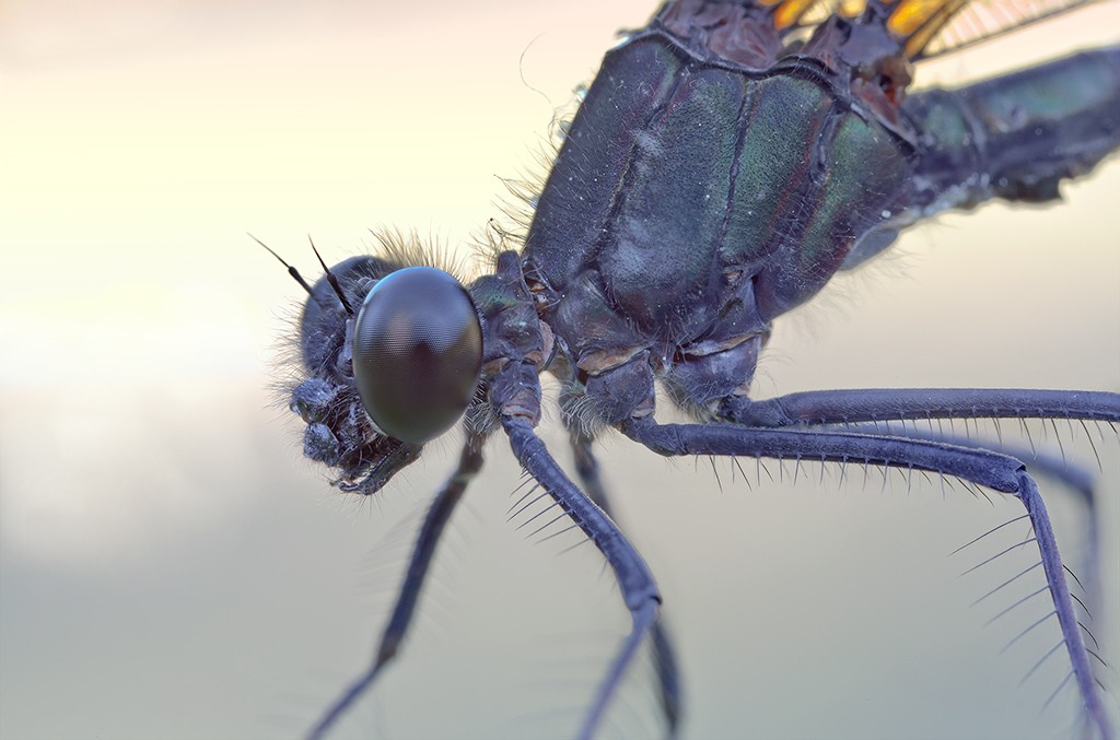 Calopteryx haemorrhoidalis