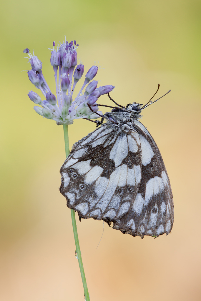 Melanargia Galathea