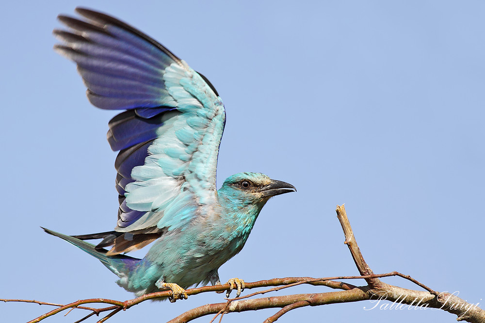Ghiandaia marina (Coracias garrulus)
