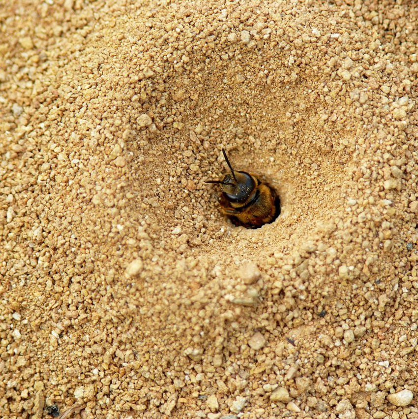 *** Rieccoladinuovo ***