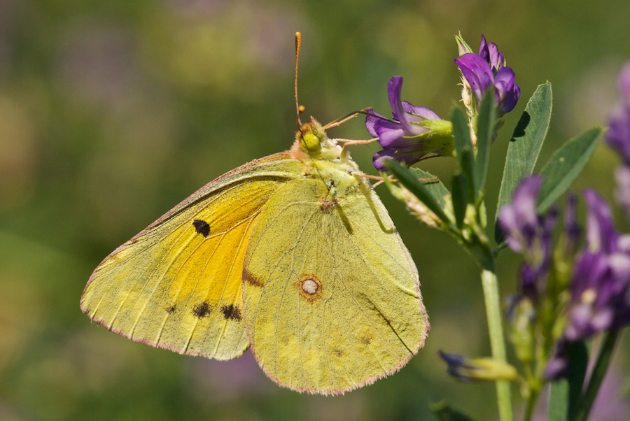 Colias crocea in piena azione
