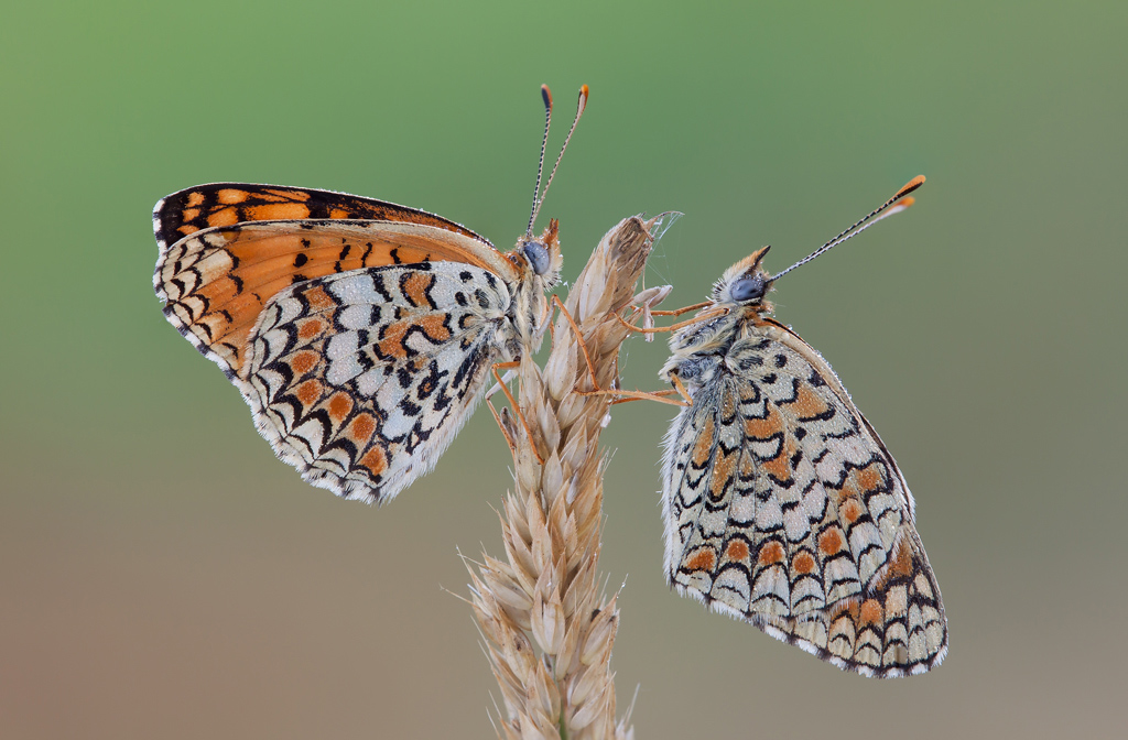 Mi gioco il 2 di Melitea!