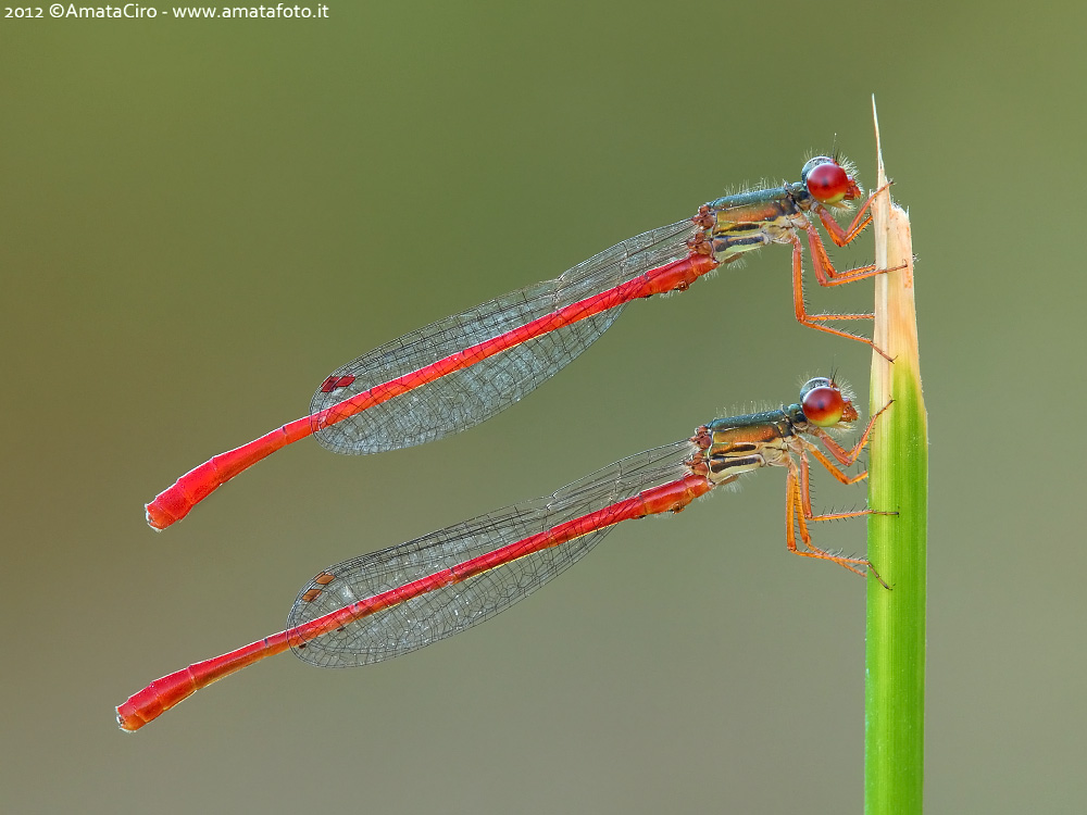 Ceriagrion tenellum (De Villers 1789) - Coenagrionidae