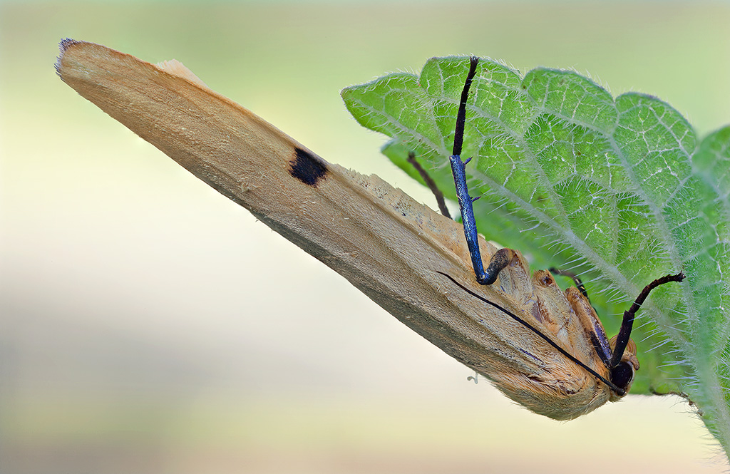 Falena "Lithosia quadra"