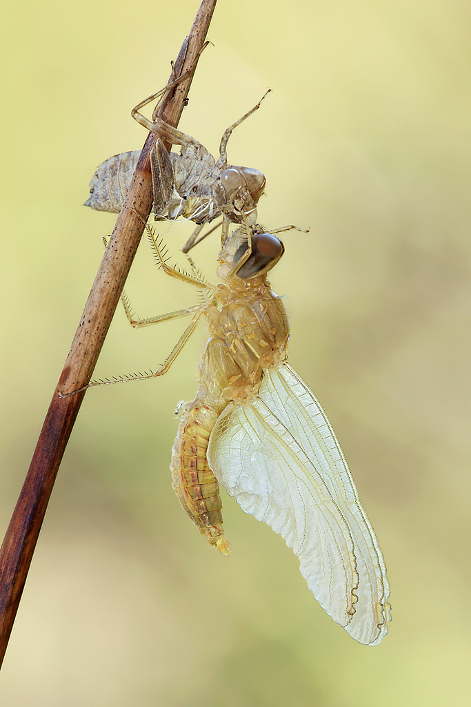Libellula..fase 2