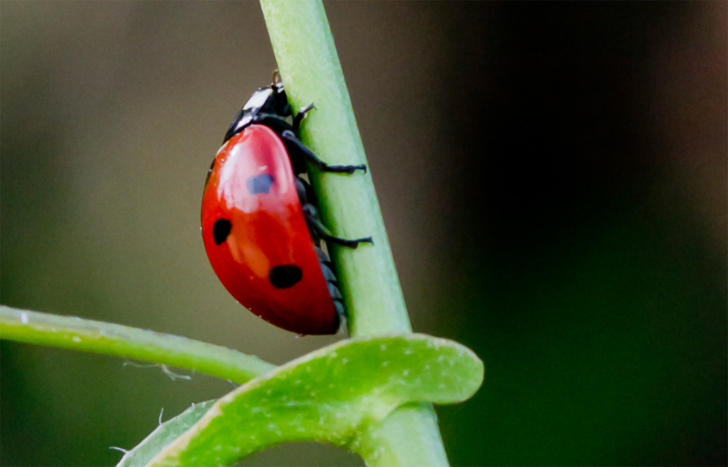 coccinella