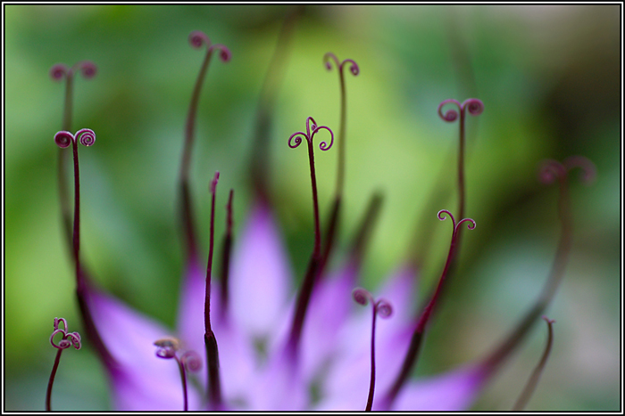 Raponzolo di roccia (Physoplexis comosa)