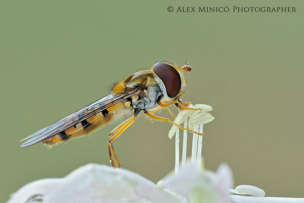 Episyrphus balteatus