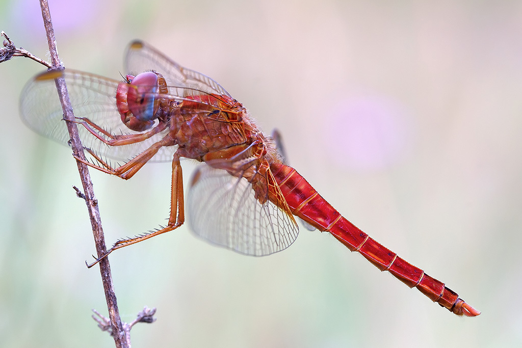 Libellula  rossa ( Crocothemis erythraea)