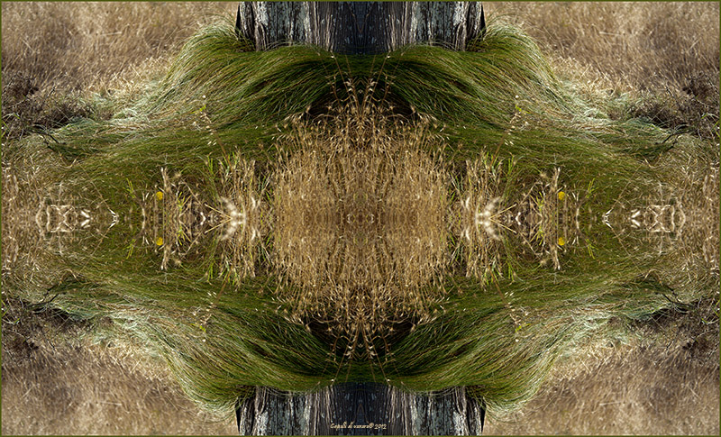 Capelli di Venere � 2012