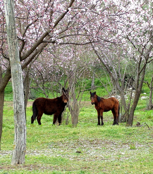 FIORI ROSA... FIORI DI PESCO