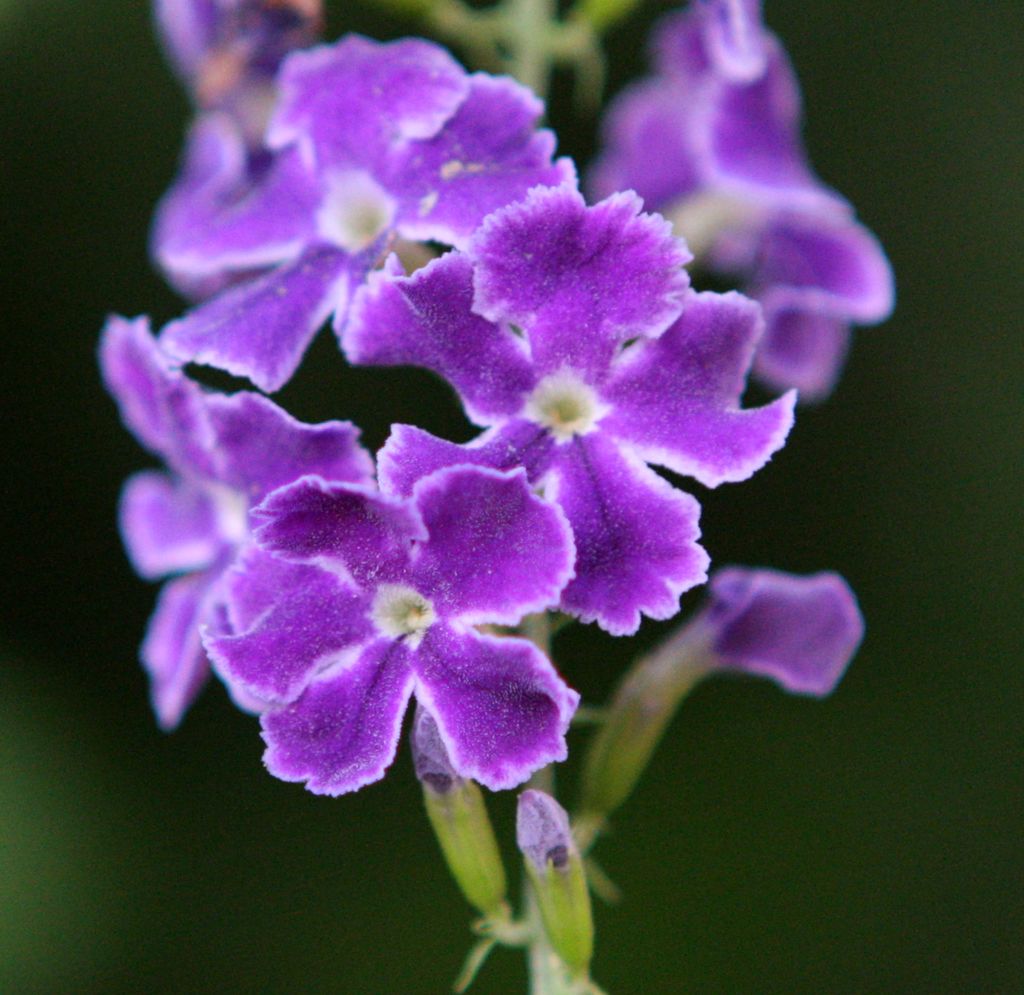 Duranta Repens  Variet�: 'Geisha Girl'