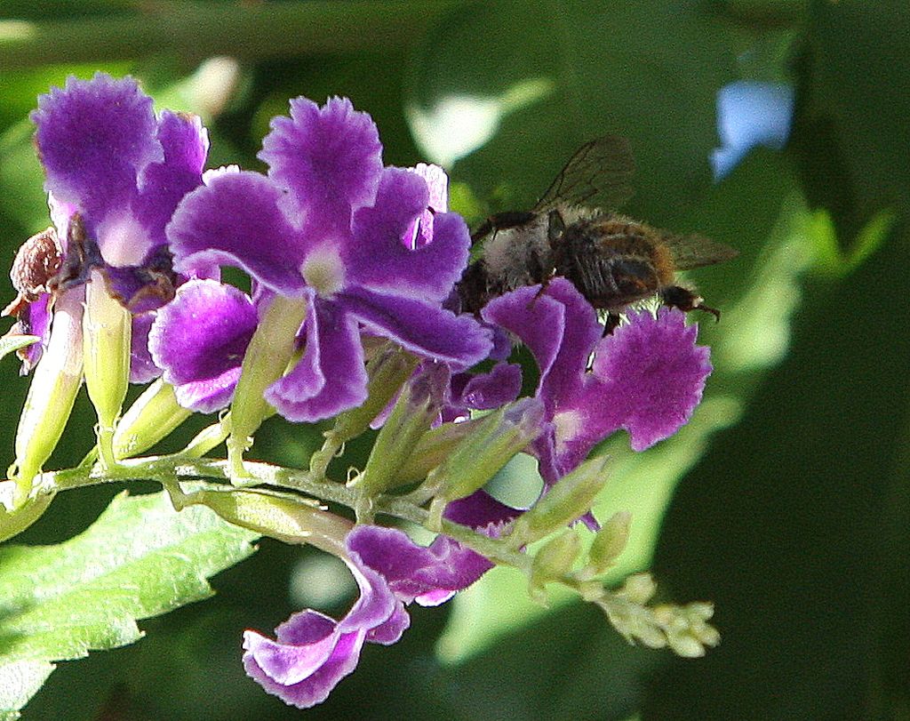 Duranta Repens...quanto lavoro!
