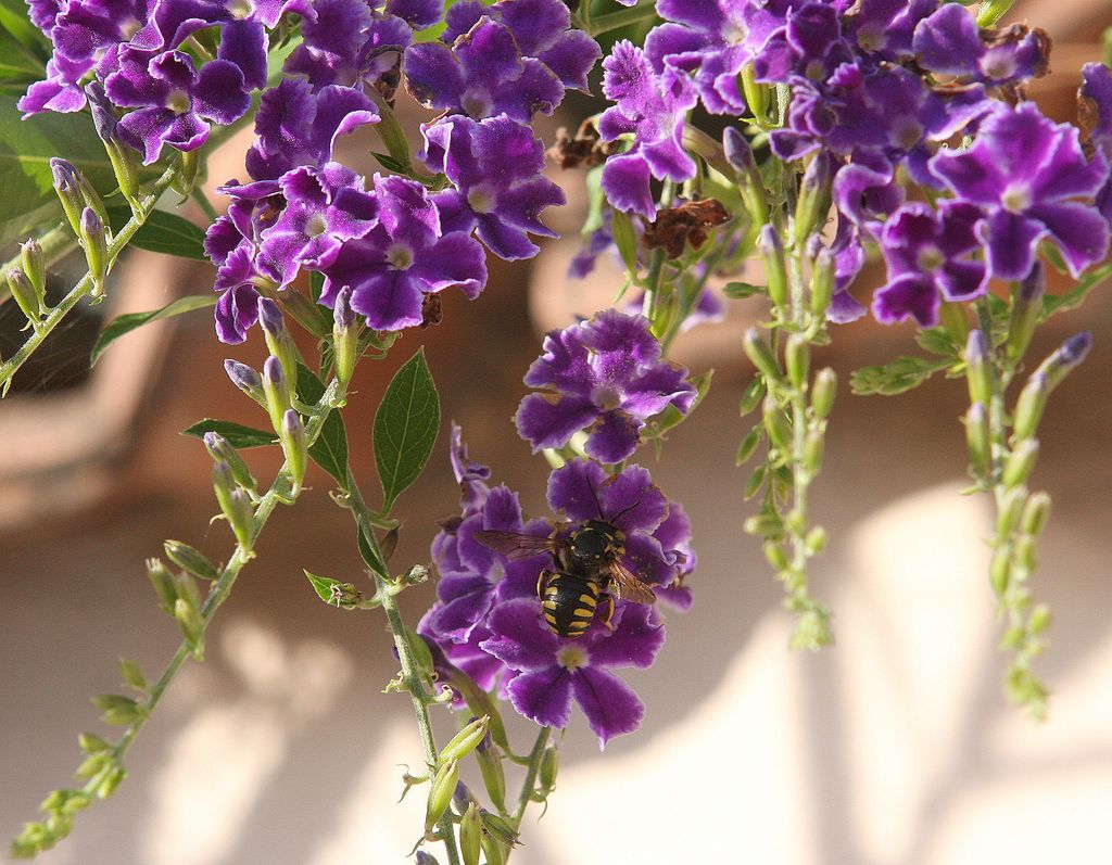 Duranta Repens e il duro lavoro delle api