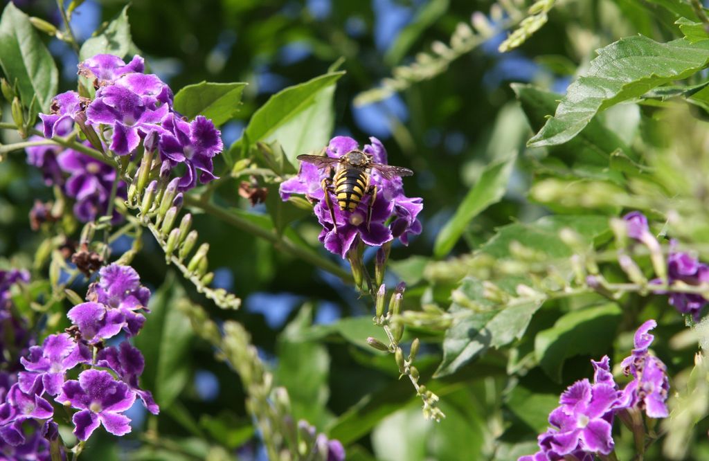 Duranta Repens...quanto lavoro per un essere cos� piccolo