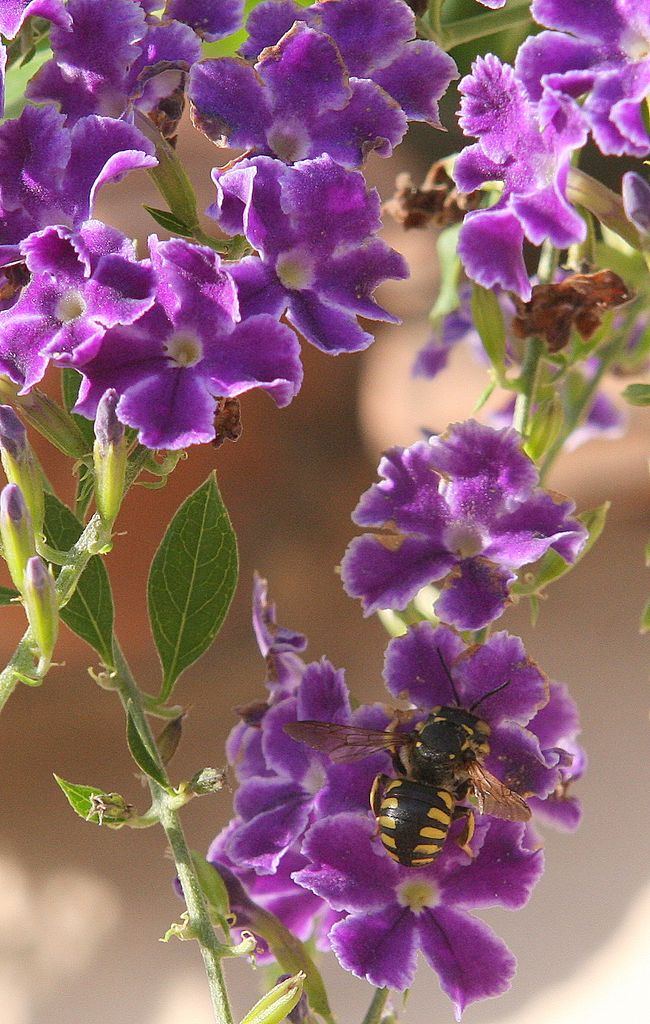 Duranta Repens e il duro lavoro - il particolare