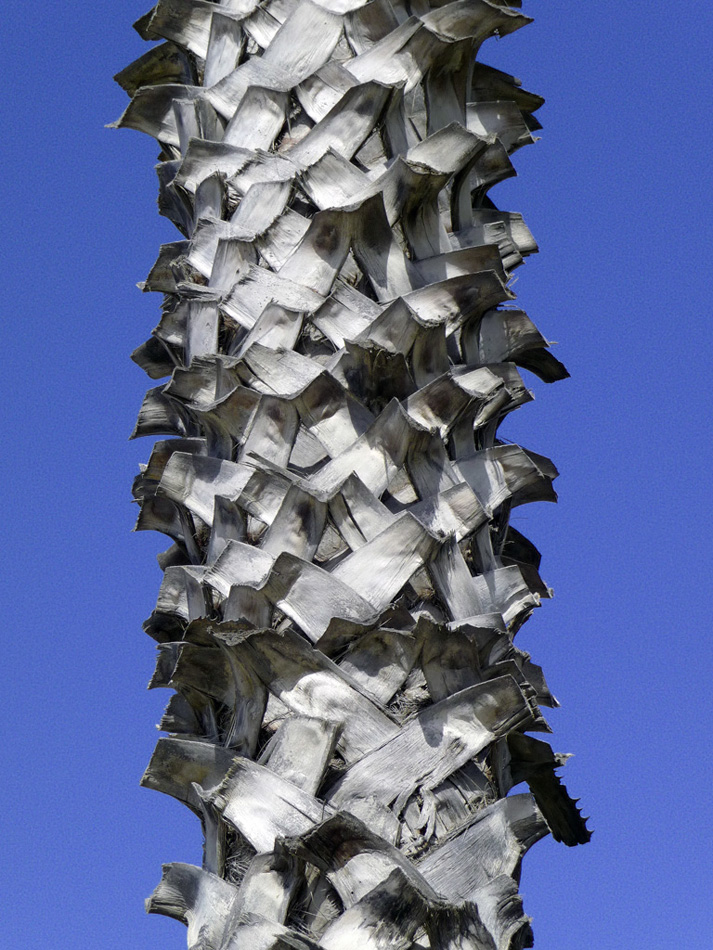 Corteccia