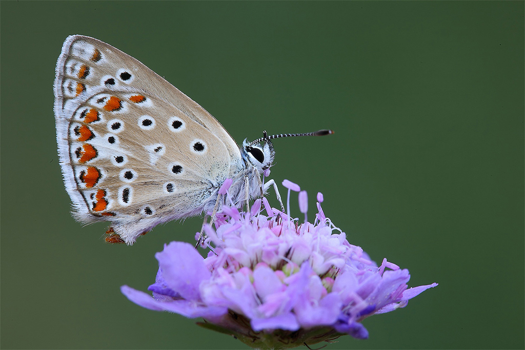 Bella E Tenebrosa...!!!