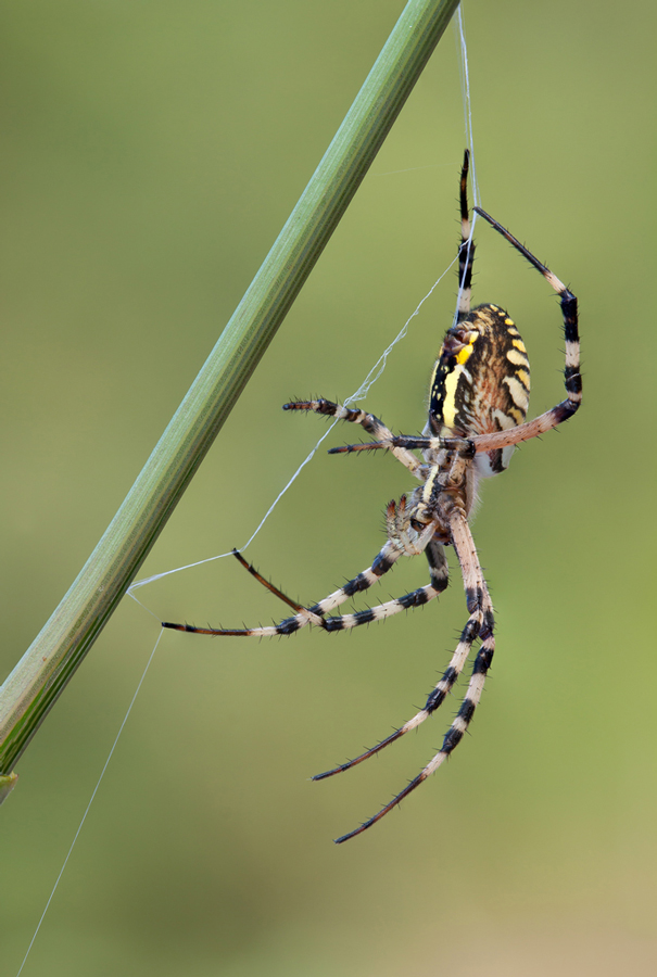 Argiope