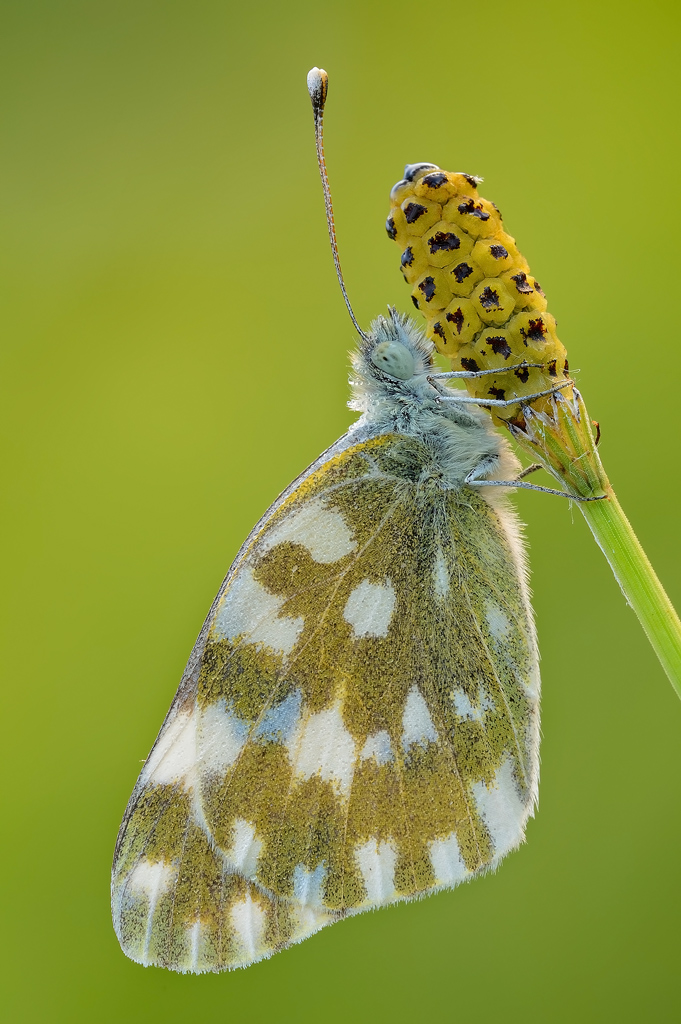 Gelato al cioccolato...