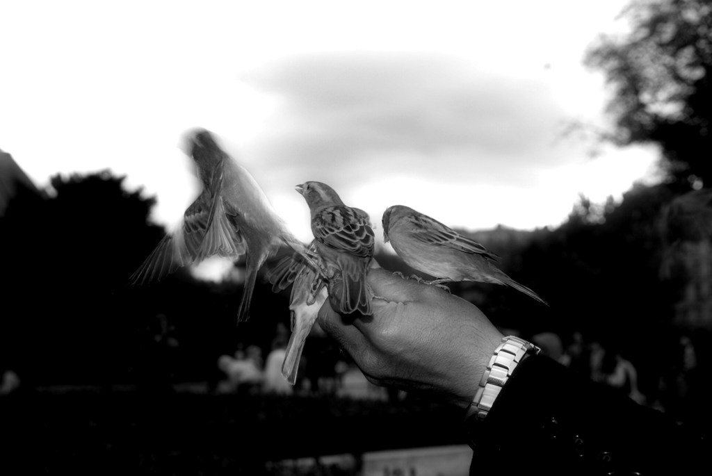 L'uomo degli uccelli