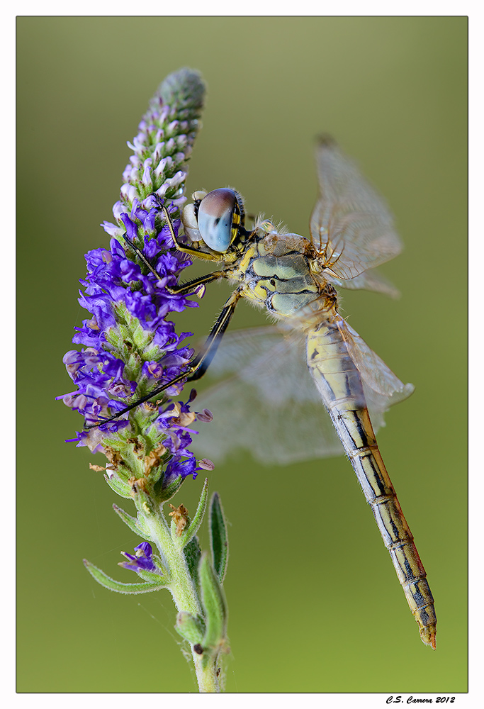 Sympetrum fonscolombii femmina