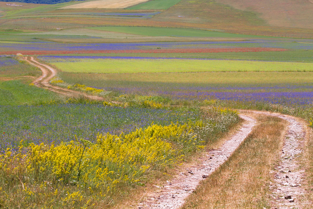 castelluccio #6