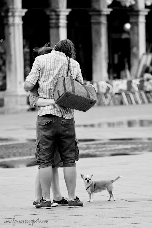 Venice dog - 1