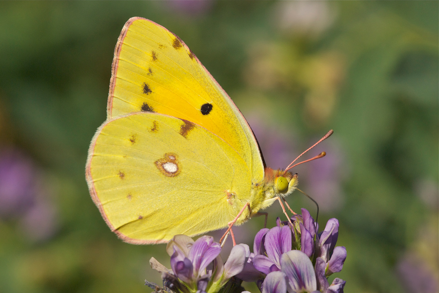 Colias crocea