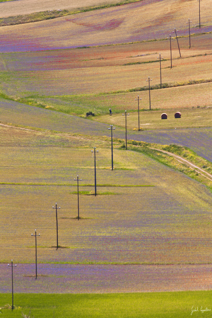 castelluccio #7 pennellate di colore