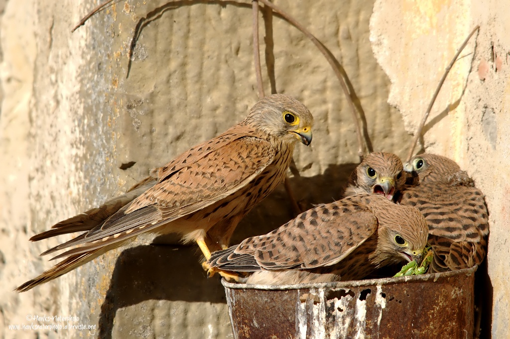 Nido di gheppi
