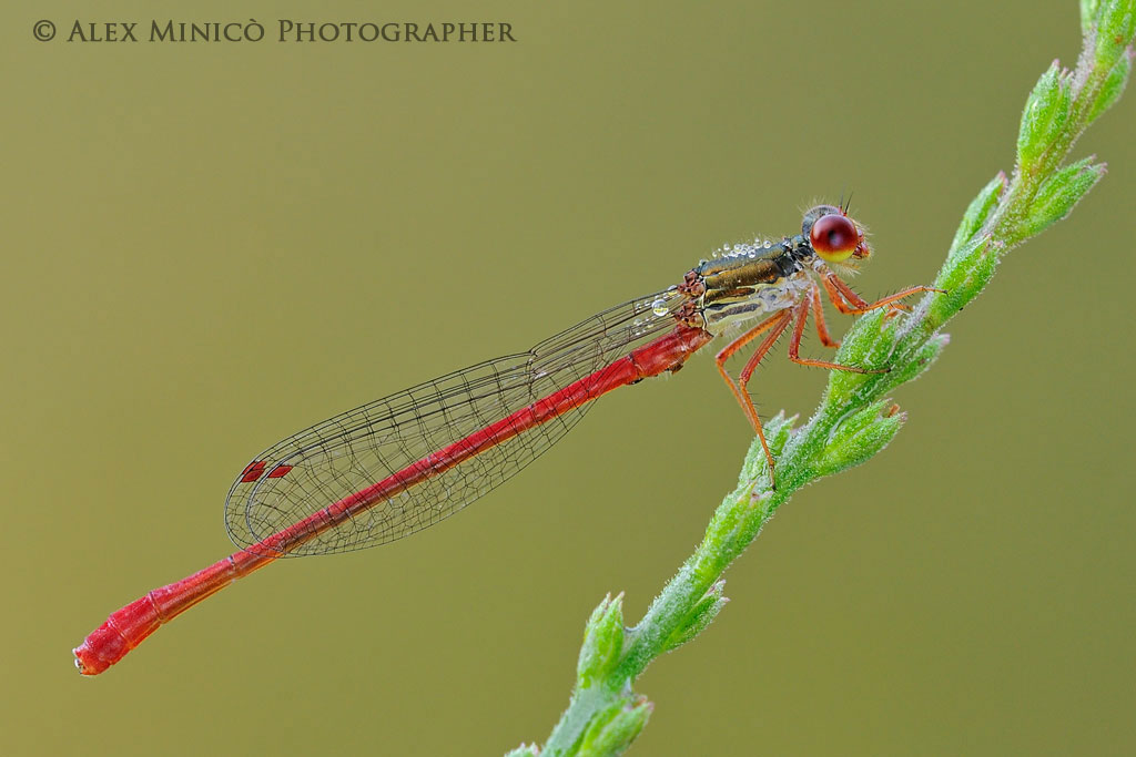 Ceriagrion tenellum