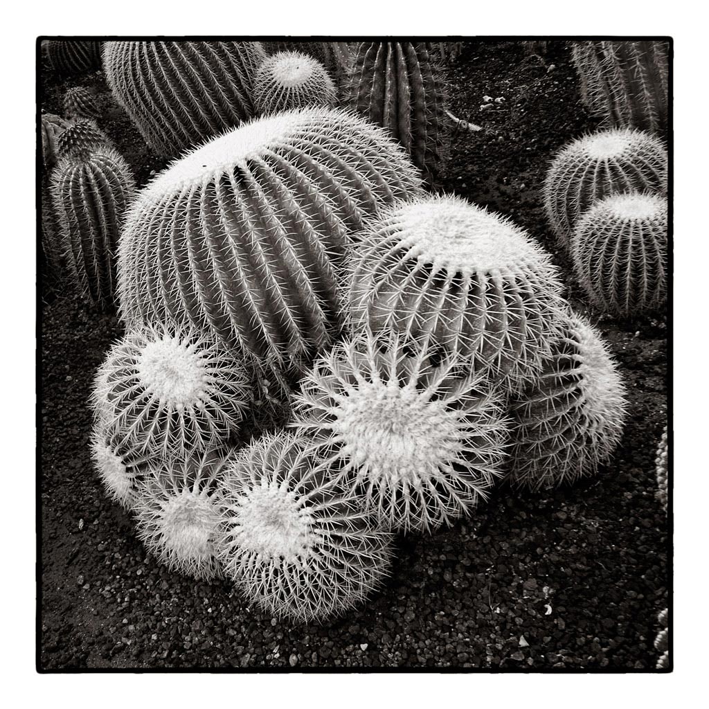 Giardino botanico La Cutura