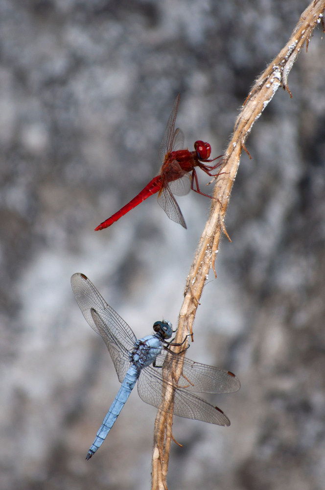 Cappuccetto rosso e il principe azzurro...