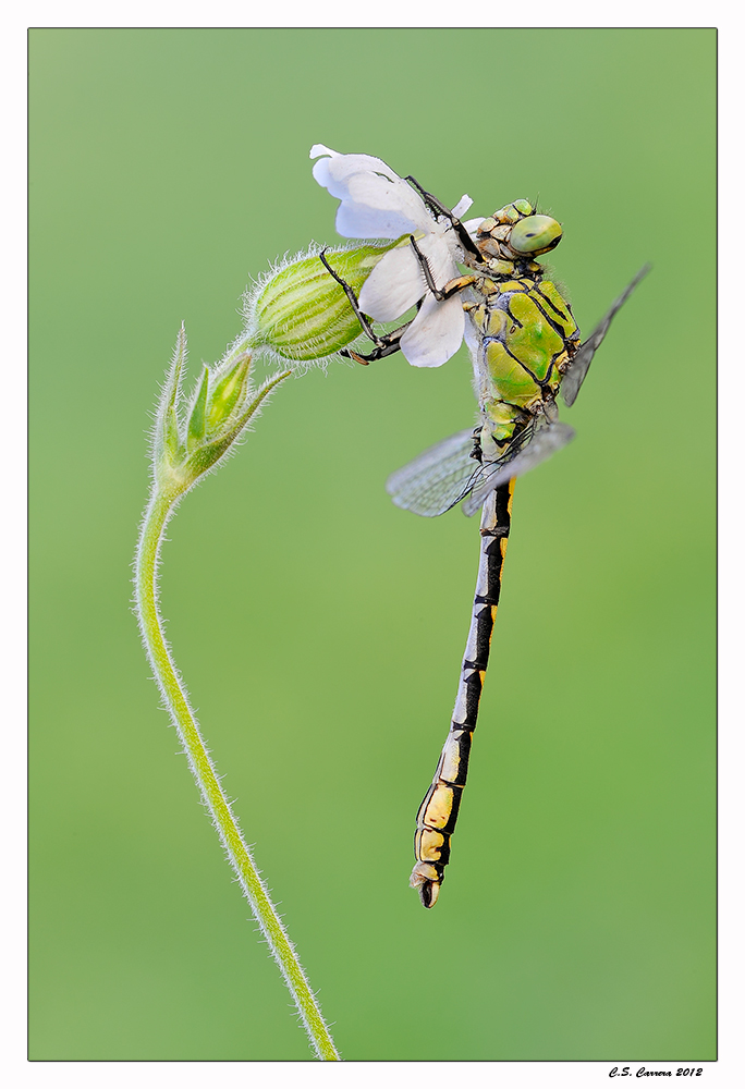 Ophiogomphus cecilia maschio