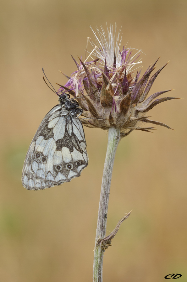melanargia galathea...