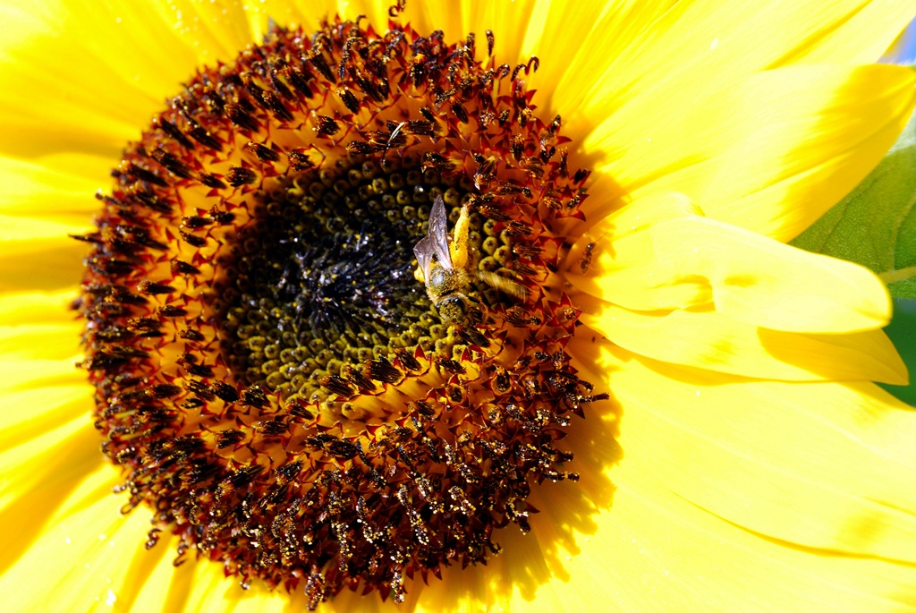 Sono tutta sporca!!! (di polline)