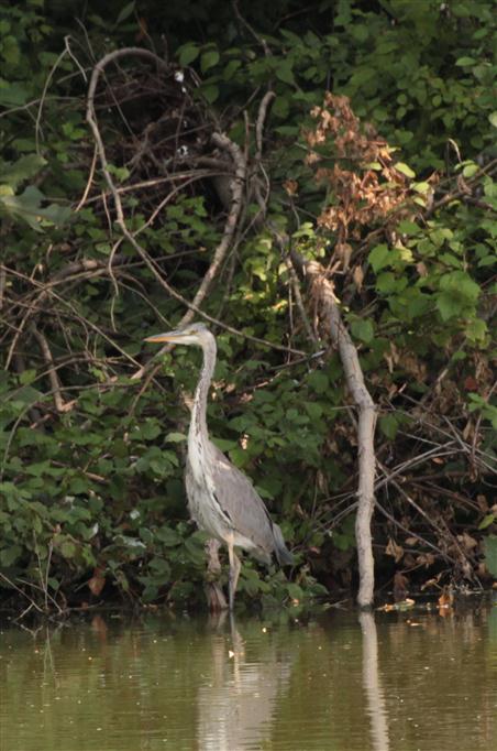 Avifauna - Airone Cenerino