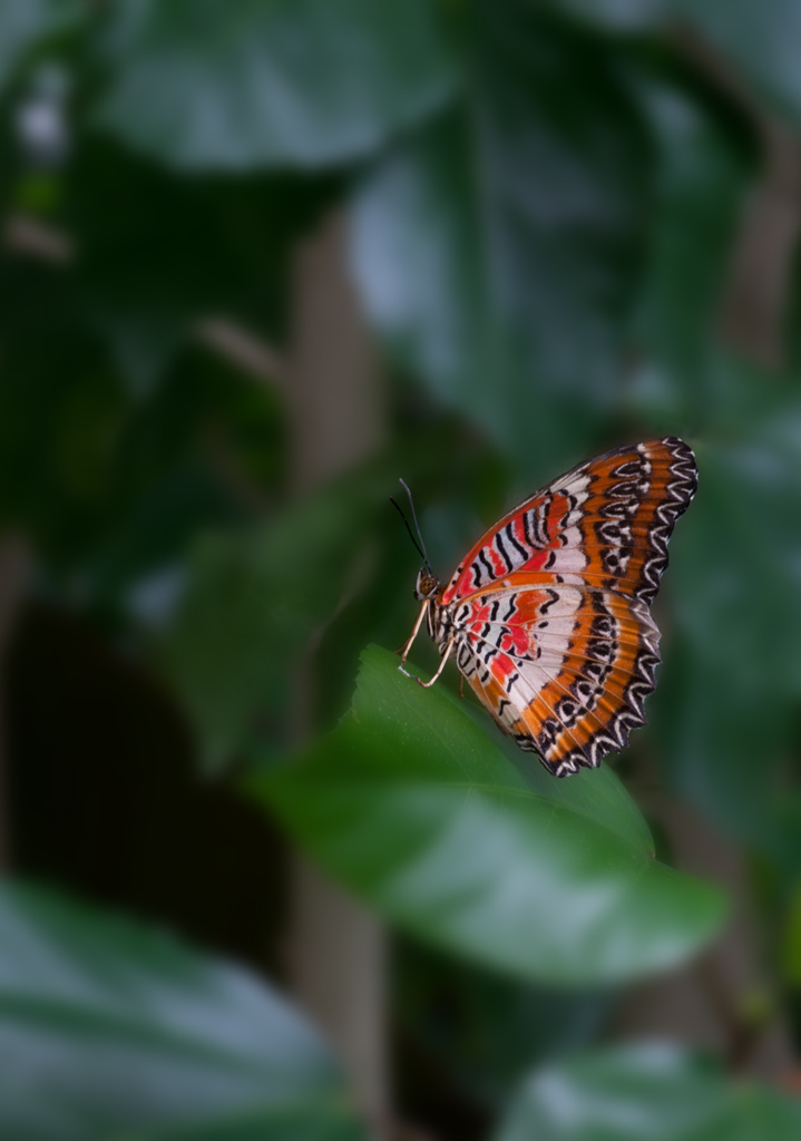 Farfalla fra le piante