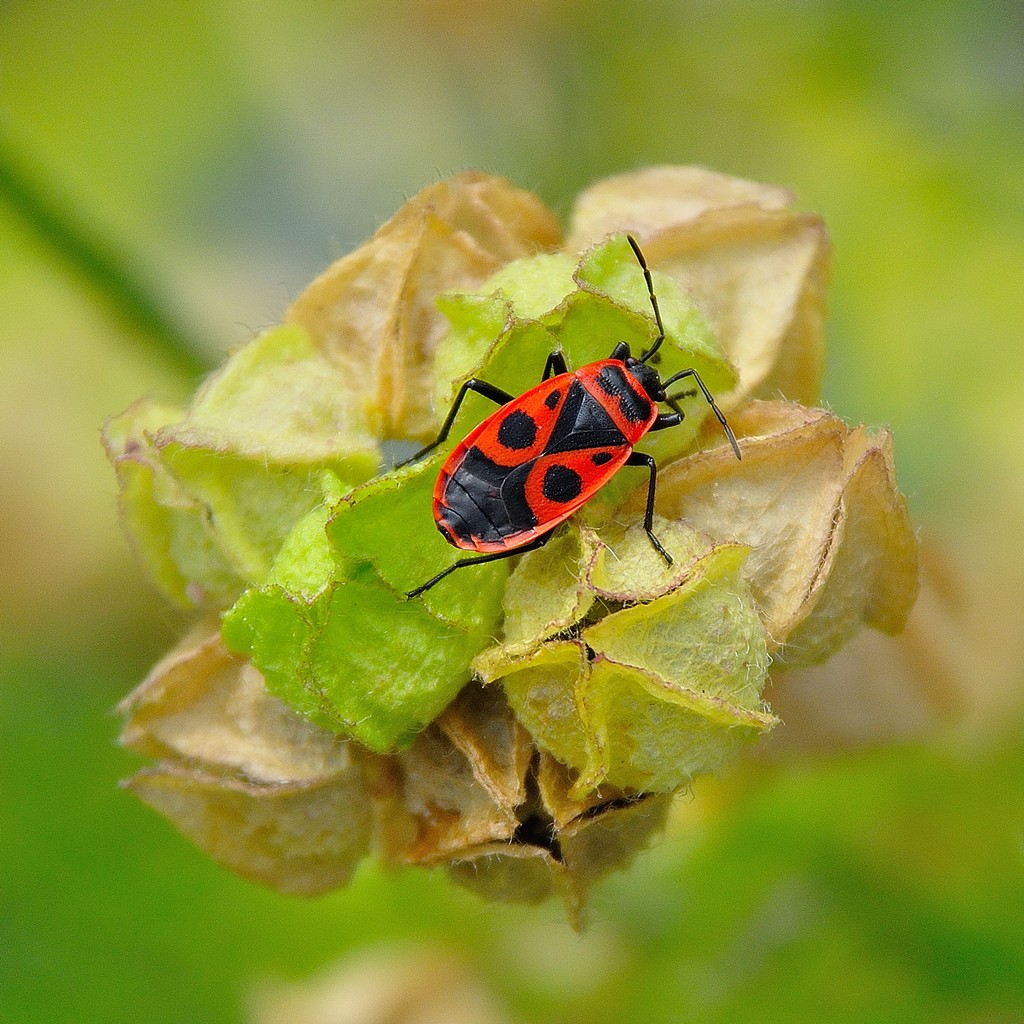 Pyrrhocoris apterus (e non COLEOTTERO-EURYDEMA ORNATUM-PENTATOMIDE)