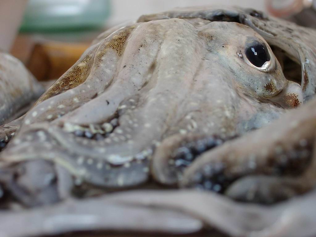 Cuttle Fish Misjudges Humanity