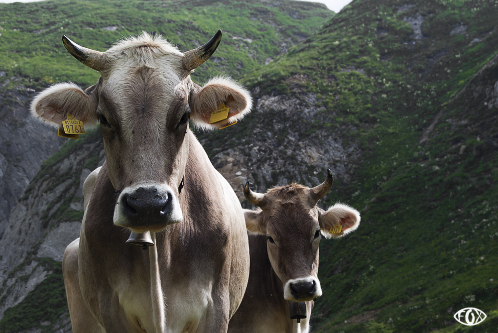 incontro sul sentiero 26