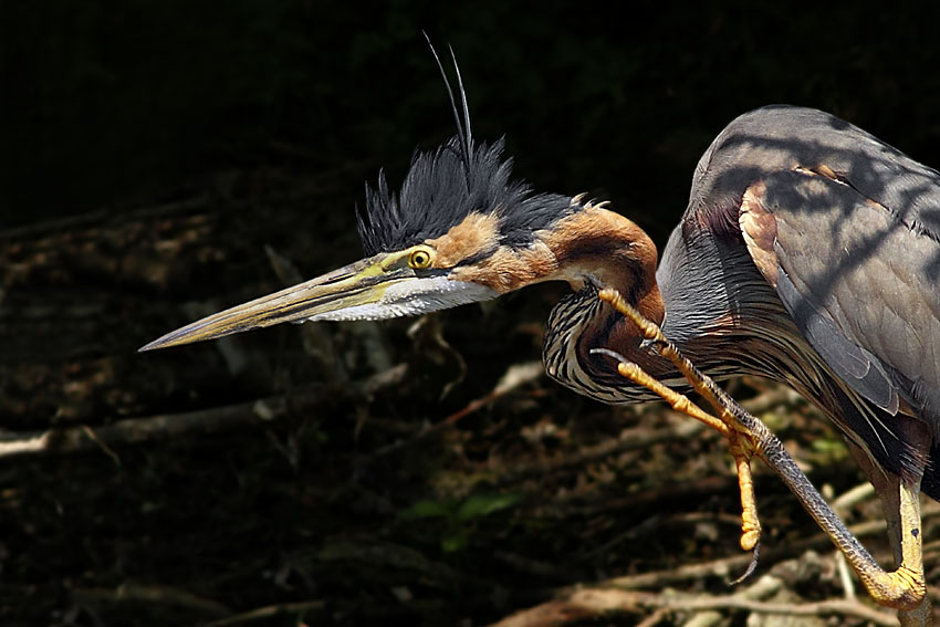 Ritratto di Airone Rosso