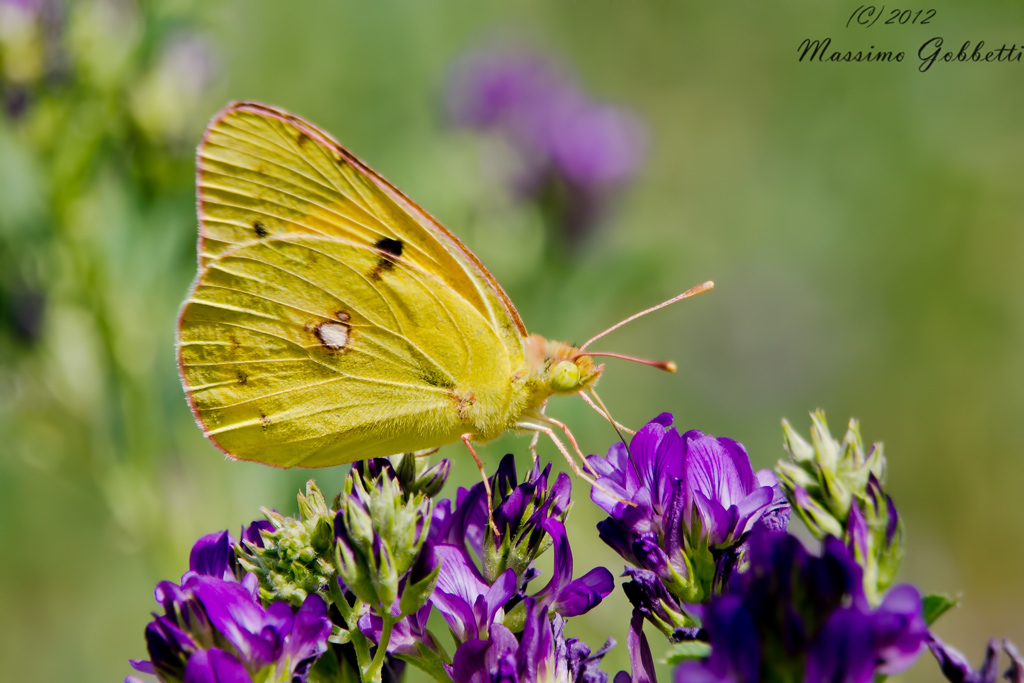 Colias Crocea